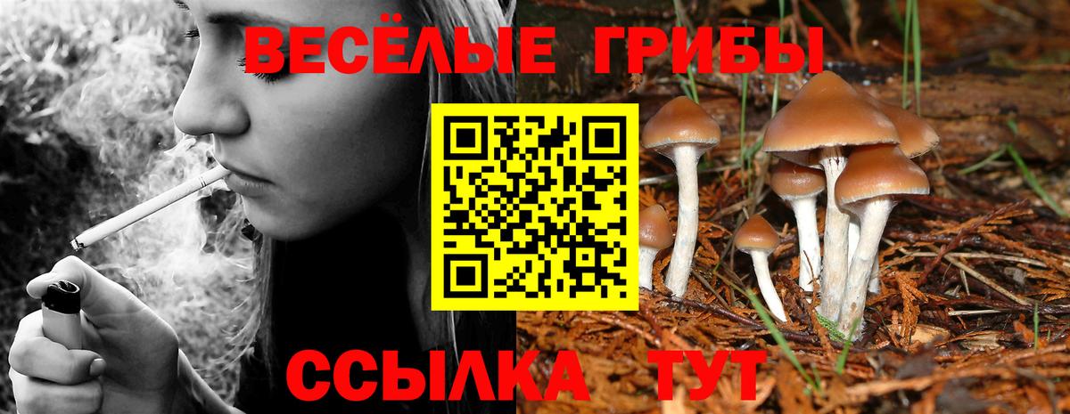 Галлюциногенные грибы Psilocybe Великий Устюг